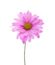 Single Pink Shasta Daisy