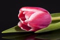 Single pink spring flower of tulip on black background Royalty Free Stock Photo