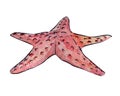 Pink starfish hand drawn watercolor clip art