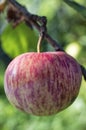 Single pink striped apple on apple tree