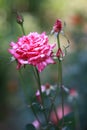 A single pink striped rose