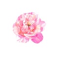 Single pink tone rose flower-head on white background Royalty Free Stock Photo