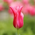 Bright Pink Tulip, Solitary