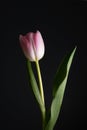 Single pink tulip on centered on black background Royalty Free Stock Photo