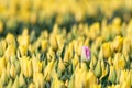 A single pink tulip grows in a field of yellow tulips Royalty Free Stock Photo