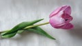 Single pink tulip lying on textured white background with green leaves Royalty Free Stock Photo