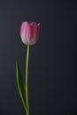 Single pink tulip right of center on grey background Royalty Free Stock Photo