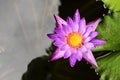 Single pink water lily with above backgrounds Royalty Free Stock Photo