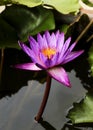 Single pink water lily close up backgrounds Royalty Free Stock Photo