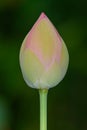 Single Pink Water Lily or Lotus flower bulb selective focus Royalty Free Stock Photo
