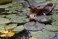 Background image of a pond surface with a Lily Bud in sunlight. Royalty Free Stock Photo