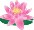 Single Pink Water Lily Lotus Plant Graphic Royalty Free Stock Photo