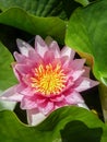 Single pink water lily Royalty Free Stock Photo