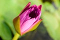 Single pink water lily (nymphaeaceae) with green lily pad background Royalty Free Stock Photo