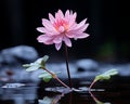 a single pink water lily is standing in the water Royalty Free Stock Photo