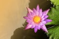 Single pink water lily with sun lights background above Royalty Free Stock Photo