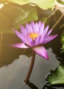 Single pink water lily with sun lights backgrounds Royalty Free Stock Photo