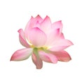 Single pink water lotus flower isolated on white background Royalty Free Stock Photo