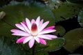 Single pink and white lotus water lily with the green leaf background Royalty Free Stock Photo