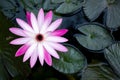 Single pink and white lotus water lily with the green leaf background Top view Royalty Free Stock Photo