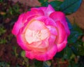 Single pink white rose closeup Royalty Free Stock Photo