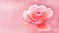 Single pink and white rose isolated pink selective soft blur background bokeh out of focus background with use of shallow depth