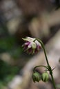 A single pink, yellow and green columbine Aquilegia flower head with two buds beneath on the stem