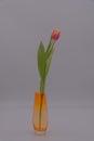 Single Pink and Yellow Tulip in an Orange Vase Royalty Free Stock Photo