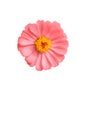 Single Pink Zinnia Flower Isolated White Background Macro Royalty Free Stock Photo