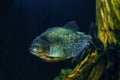 Single piranha fish, close-up, isolated on abstract blue and gold background. Large exotic freshwater pirana predator from South