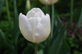 Single Plain White Blooming Tulip Flower Blossom Royalty Free Stock Photo