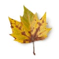 Plane tree leaf Royalty Free Stock Photo