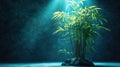 A single plant of bamboo shoots growing in a dark environment with a spotlight on the bamboo Royalty Free Stock Photo