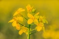 Single oilseed rape plant with many yellow flowers Royalty Free Stock Photo