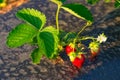 Plant of the garden strawberry or fragaria ananassa growing on the field using the plasticulture method of cultivation Royalty Free Stock Photo