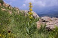 Single plant of great yellow gentian - Gentiana lutea