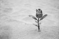 Single Plant Growing On Beach In Sand