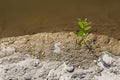 A single plant growth from the concrete