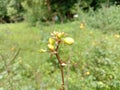 Single Plant in open field