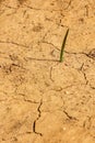 Single Plant Shoot Emerges Despite Severe Drought