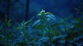 Single plant sprout in dark forest at night Royalty Free Stock Photo