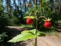 Single plant of wild strawberry (Fragaria vesca) with perfect, red, ripe fruits and foliage outdoors Royalty Free Stock Photo