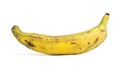 Single Plantain