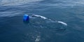 Single plastic bottle floating in the ocean water, environment pollution, garbage or waste concept