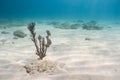 Lonely coral Royalty Free Stock Photo