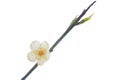 Single plum flower