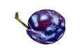 Single plum painted with watercolors on white background Royalty Free Stock Photo