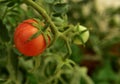 A single plum red mini tomato on the vine in a tunnel