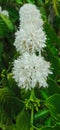 Single point focus of dense coffee flowers in garden