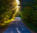 Single point perspective down a narrow woodland road. Misty tree-top woodland in bright sunlight, shady tree & forest-lined road Royalty Free Stock Photo